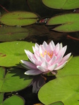 SX24322 Water lilly at Floriade.jpg